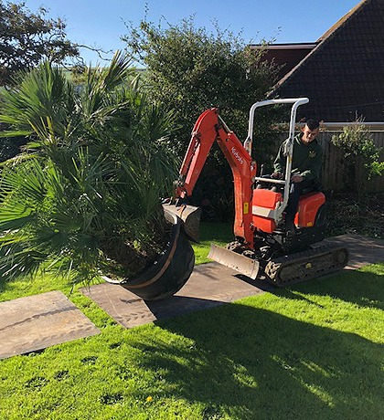 A mini digger lifting an old shrub out of a lawn