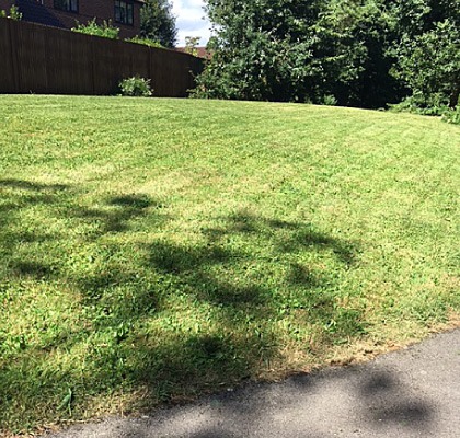 A freshly cut sweep of grass beside a path