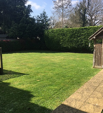 A neat lawn beside a hedge and summerhouse in evening light