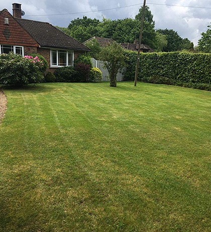 A striped lawn in front of a bungalow and its hedges