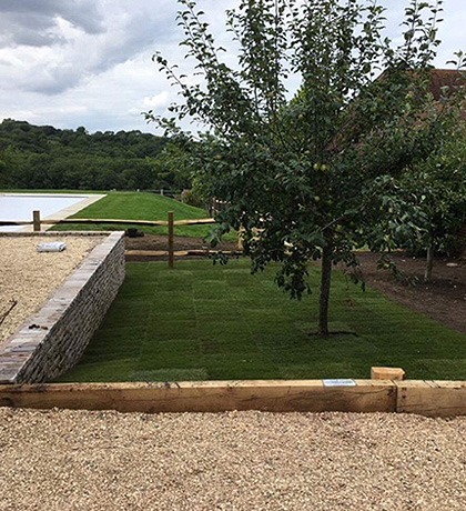 A raised lawn held in by sleepers above a gravel path, with a young tree