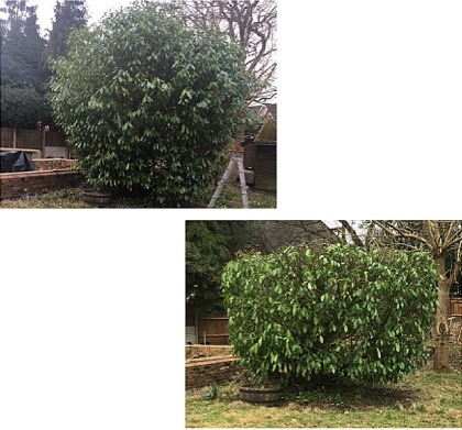 A large garden shrub before and after being cut back