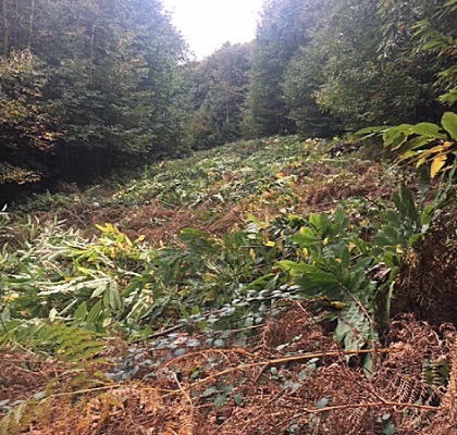 Felled trees and brash across a woodland slope