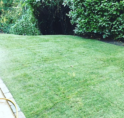 A newly turfed lawn against a hedge, a hose laid along its edge