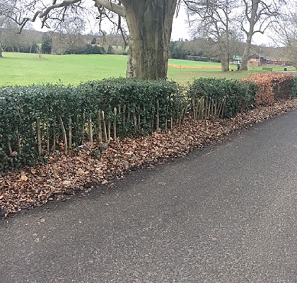 A cleared roadside verge beside a cut hedge on a lane near Frensham
